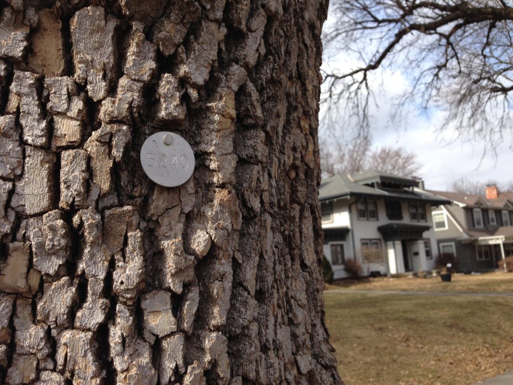 Ward Parkway Homes Association City to remove more infected ash trees